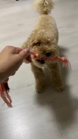 A small, light brown poodle-type dog is playing tug-of-war with a person's hand. The dog has a thick, braided rope toy in its mouth, and the person is holding onto the other end of the rope. The dog's mouth is open, showing its teeth, and it appears to be pulling hard on the toy. The dog's tail is wagging, and its body is tense with effort. The scene takes place indoors on a light-colored floor. The lighting is dim, casting shadows on the floor.
