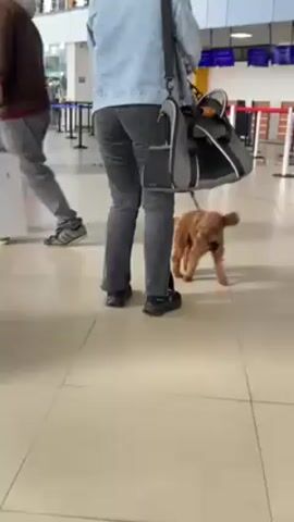 A person walks through an airport pulling two dogs on leashes. The dogs are a brown toy poodle and a white terrier mix. The person is wearing black sneakers, gray jeans, and a blue denim jacket and carrying a large grey bag over their shoulder. A child in a pink outfit walks in front of them, holding hands with another adult. Airport security line markers are visible in the background.