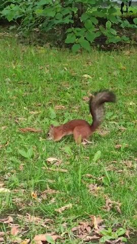 A squirrel is foraging in a grassy area with fallen leaves. The squirrel is brown with a bushy tail and is facing left. The background is blurred green foliage.