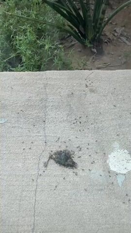 A small, dead rodent lies on a concrete surface. Many ants are gathered around the rodent, some appearing to be feeding on it. In the background, there is green vegetation and sandy soil. The scene appears to be outdoors.
