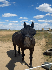 Horses in fly masks at a Belgian equestrian property in summer