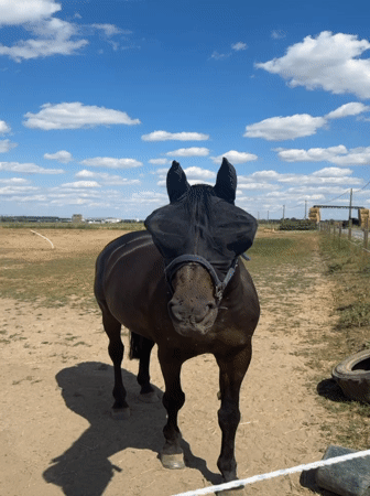 Horses in fly masks at a Belgian equestrian property in summer
