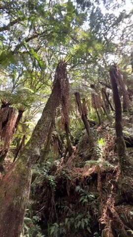 The video shows a low-angle, first-person perspective moving through a dense forest. Sunlight filters through a canopy of lush green leaves, illuminating the scene. The ground is covered in a thick layer of ferns and dried, brown vegetation. Tall, slender tree fern trunks, some with visible moss and bark texture, dominate the landscape, their fronds forming a feathery ceiling above. The overall impression is one of a vibrant, wild, and somewhat overgrown natural environment.