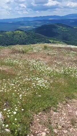 The video pans over a landscape view from a hilltop, showcasing a field of white wildflowers in the foreground. The wildflowers are densely packed, covering much of the visible ground. Beyond the field, a valley unfolds with rolling green hills, patches of dark green forest, and a distant view of a small town or village with red-tiled roofs nestled amongst the landscape. The sky is blue with scattered white clouds. The terrain in the immediate foreground is rocky and appears to be a pathway or edge of the hilltop. The camera movement is slow and steady, offering a sweeping panorama of the natural environment.
