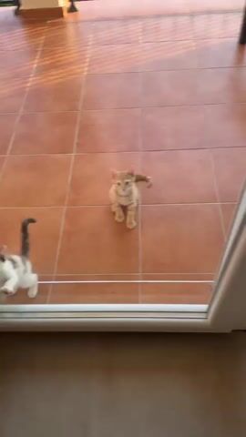 The video shows several kittens on a patio. In the first frame, an orange kitten is on the tiled floor. In the second and third frames, the orange kitten climbs onto a dark wicker chair. Another kitten, a black and white one, is visible through the glass door below. In the fourth frame, two more kittens, one grey and one orange and white, are visible on the patio beyond the chair. The orange kitten on the chair looks down. In the final frame, the orange kitten is looking down from the chair, and the black and white kitten is visible through the glass. The environment appears to be a sunny outdoor patio with terracotta tiles and greenery in the background.