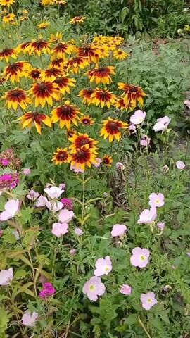 The video displays a garden with various flowers in bloom. In the foreground, a cluster of yellow and dark red rudbeckia flowers are visible, with some pink and purple flowers interspersed. The camera pans to the right, revealing more rudbeckia flowers and a variety of green foliage. Further to the right, white daisies with yellow centers are prominent, along with a few red flowers and some yellow flowers that appear to be gaillardia. A gray corrugated metal fence is visible in the background. The scene is a natural outdoor setting, likely a backyard garden, with a focus on the colorful floral display.