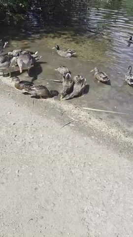 A group of ducks and geese are gathered near the edge of a body of water. The ground is a mixture of sand and gravel. Some of the birds are in the shallow water, while others are on the shore. Many of them appear to be eating or looking for food. The water is murky, and there is some vegetation visible along the far bank. The lighting suggests it is daytime, likely sunny.