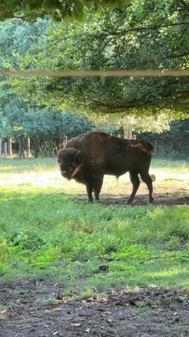 A bison stands in a grassy clearing under the shade of trees. The bison is dark brown and appears to be facing the camera. The background consists of more trees and some sunlight filtering through the foliage. The ground is covered in green grass and some patches of dirt. There are no people or other animals visible in the frame.