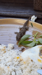 Geckos spotted at Vietnamese restaurant in Kuta, Indonesia