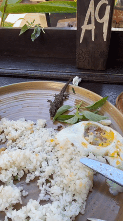 Geckos spotted at Vietnamese restaurant in Kuta, Indonesia