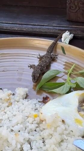 Geckos spotted at Vietnamese restaurant in Kuta, Indonesia
