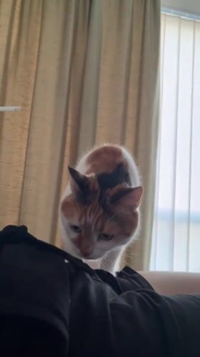 Calico cat in Kyiv has strong opinions about a burger