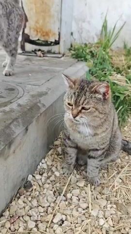 The video opens with a close-up shot of a tabby cat standing on a patterned tiled surface. The cat is facing the camera with its body angled slightly to the left, its tail held high and curved. In the background, a white building with a glass door is visible, along with a rusty metal structure and some greenery. The next shot focuses on the same cat, now facing the camera directly, its gaze intense. The cat then shifts its position, and the camera cuts to a second tabby cat sitting on a bed of pebbles and dry grass. This cat looks towards the right of the frame with a somewhat displeased expression. The scene then returns to the first cat, which is now turning its back to the camera and walking away, its tail still raised. The final shot is a brief glimpse of the second cat again, sitting amidst the pebbles. The overall environment appears to be an outdoor setting, possibly near a building or an alleyway, with a slightly worn and unkempt appearance.