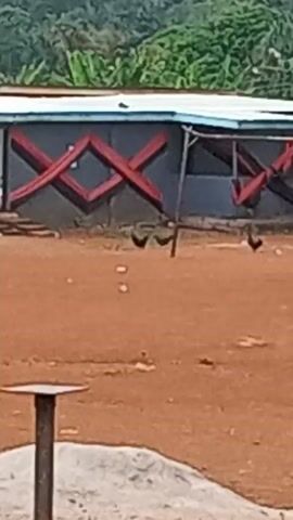The video shows a field with reddish-brown soil. In the background, there's a building with a dark gray facade and red criss-cross decorations. There are trees and green foliage visible above and behind the building. In the foreground, there's a metal pole with a round, flat surface on top, sitting on a patch of light-colored concrete.  Two small black chickens are walking on the field.