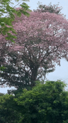 Couple stops by flowering tree on blossom-covered road