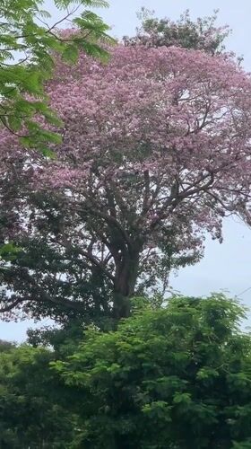 Couple stops by flowering tree on blossom-covered road