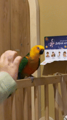 Pet parrot spotted in child's room in Khimki