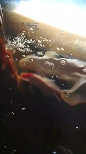 Koi fish circling a dark tank in Aceh