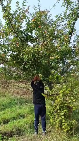 A person wearing a black jacket and dark pants is standing in front of a tree laden with apples. They are reaching up to pick the apples from the tree. The person is positioned slightly to the right of the center of the frame, facing away from the camera and towards the tree. The tree is full of green leaves and visible red and green apples. The ground around the tree is covered with green grass and some dry foliage. The sky above appears to be a clear, pale blue, indicating an outdoor daytime setting. The video captures a moment of apple harvesting.