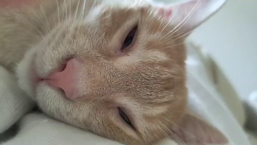 A close-up shot focuses on the face of a ginger and white cat as it sleeps. The cat's eyes are mostly closed, with only slivers of brown visible. Its nose is a soft pink, and its whiskers are long and white. The cat's fur is short and appears soft. It is lying on a white surface that seems to be fabric, possibly a blanket or pillow, which is slightly wrinkled and textured. The background is out of focus and appears to be a light-colored wall or surface, suggesting an indoor setting. The lighting is soft and diffused, creating a peaceful atmosphere.