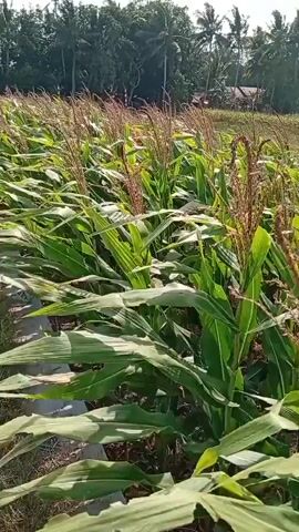 A video shows a cornfield under a bright, sunny sky. Tall green corn stalks with long leaves fill the frame, with some stalks showing tassels. In the background, palm trees and a small building can be seen. The camera pans across the field, capturing the rows of corn.