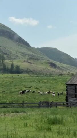 A flock of sheep grazes in a grassy field below rolling green hills. A wooden fence runs horizontally across the foreground, and to the right, the corner of a rustic wooden building is visible. The sky is a pale blue with a few scattered clouds. The sheep are spread out across the field, some lying down, others standing and eating grass. The overall impression is one of peaceful pastoral life.