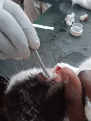 Cat receives medical treatment for ear injury in Nairobi