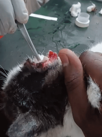 Cat receives medical treatment for ear injury in Nairobi