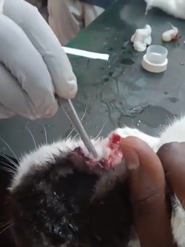 Cat receives medical treatment for ear injury in Nairobi