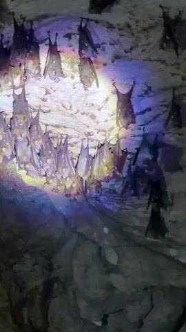 The video shows a group of bats hanging upside down from the ceiling of a cave. A flashlight with a rainbow spectrum is illuminating the bats, making them visible in the dimly lit environment. The cave ceiling is textured and rocky, with some bats hanging individually and others clustered together. The cave floor is also visible, appearing uneven and rocky.  There is audible human speech in the background, though the content is indiscernible.