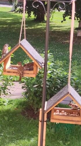 Sparrows work through well-stocked feeders in a Rosinka garden