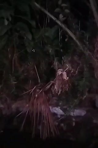 The video shows a dark, natural environment, possibly a garden or forest floor at night or in low light. There are various types of vegetation, including what appear to be palm fronds in the foreground and leafy plants and ferns behind. Some dry, brown leaves are visible, likely part of the undergrowth. There are also some white objects scattered on the ground, which could be stones or debris. The lighting is dim, creating shadows and making it difficult to discern fine details.