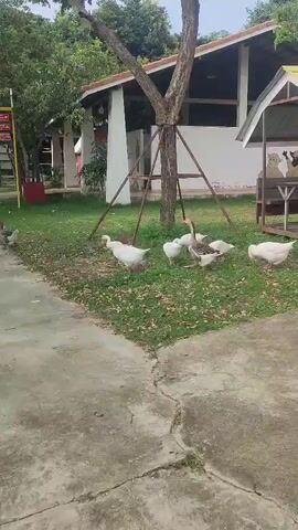 The video shows a small flock of geese grazing on a grassy area next to a concrete path. The geese are mostly white, with one being gray and white. Behind the geese is a small white building with a dark roof and a triangular metal structure around a tree. There are other buildings and trees visible in the background. The geese are moving around, pecking at the ground.