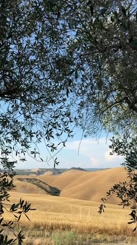The video is a vertical shot of a landscape viewed through the branches and leaves of an olive tree. The foreground is dominated by the dark green, leafy branches of the tree, which partially obscure the view. In the middle ground and background, rolling hills are visible, covered in dry, golden grass. The hills have a gently undulating topography, with some appearing as smooth curves and others showing slight ridges or shadows that suggest contours. The sky is blue with a few scattered white clouds. The lighting suggests it is daytime, possibly late morning or afternoon, with the sun illuminating the landscape. There are no people or animals visible in the frame. The overall impression is of a peaceful, rural scene, likely in a Mediterranean climate during the warmer months.
