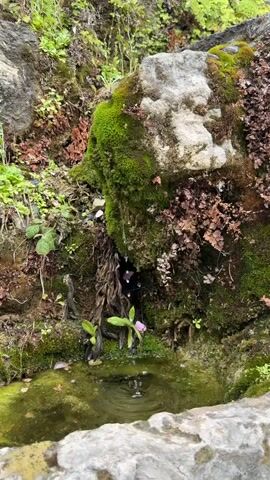 The video shows a small spring or water source surrounded by mossy rocks and vegetation. Water drips from a moss-covered rock into a small, murky pool. The surrounding area is lush with green moss, ferns, and other plants. There's a single small pink flower near the water. The overall scene gives a sense of a tranquil, natural environment.