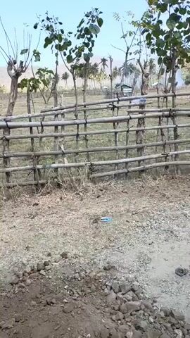 A water buffalo walks left to right in front of a bamboo fence. The ground is dusty and rocky, with sparse vegetation. In the background, trees and hills are visible under a clear sky.