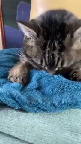 A medium shot captures a tabby cat lying on a soft, textured turquoise blanket. The cat is oriented towards the viewer, its head positioned low and face buried in the blanket. Its paws are visible, resting on the blanket's surface. The background is blurred, but hints of furniture can be seen, including a blue cushion and a light brown leather-like chair. The cat is actively kneading the blanket with its paws, moving rhythmically.