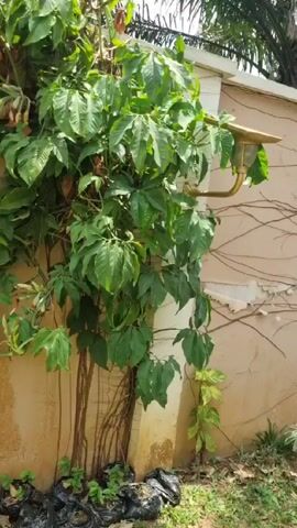 The video shows a garden area in front of a beige wall.  A large plant with broad, heart-shaped leaves is climbing the wall, supported by a grid of thin, brown branches. The wall has peeling paint in some areas. A gold-colored light fixture extends from the wall, partially obscured by another leafy plant. At the base of the wall, there are various plants, including a potted one, a spiky succulent, and other greenery. There is some grass and a black plastic bag on the ground. A palm tree is visible in the background. The camera slowly pans across the scene.