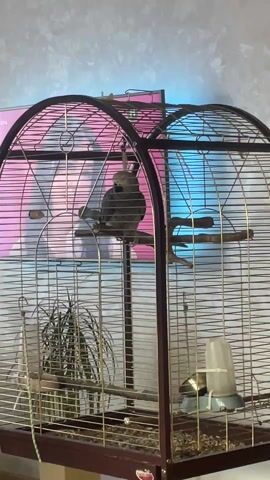A grey parrot, likely a cockatiel, is perched on a wooden branch inside a large, ornate metal cage with an arched top. The cage contains a water dispenser on the right and a small plant on the left. In the background, a television screen displays vibrant pink, purple, and blue abstract patterns. The parrot is mostly still, observing its surroundings, and at one point, it vocalizes, making a sound that resembles "Ку-ку" (Koo-koo). The scene takes place indoors, likely in a home.