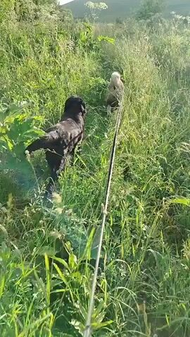 A first-person perspective video shows two dogs walking through tall green grass on a sunny day. The camera is held by a person who is also walking, and a leash is visible in the foreground, connecting to the dogs. The dogs appear to be moving away from the camera. The environment is a grassy hillside with trees and a blue sky with some clouds.
