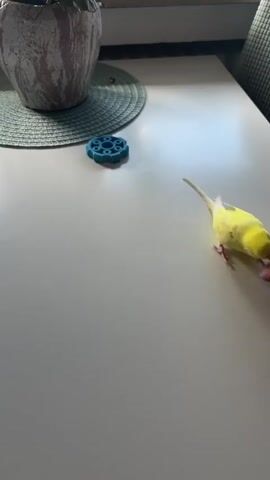 A person's hand is visible in the foreground, partially obscuring a light-colored table. A bright yellow budgie is perched on the table to the right of the hand, facing away from the camera. To the left of the budgie, a blue, circular, plastic toy with a star-like pattern is on the table. Behind the toy and to the left, a pot with a green plant sits on a teal placemat. The background appears to be a wall with a window and vertical blinds. The hand moves closer to the budgie. The budgie appears to be interacting with the hand by moving towards it. The hand then moves away, and the budgie turns and walks away.