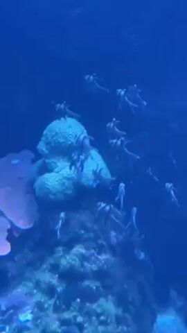 A cluster of small, black-and-white striped fish swim around and on top of a light-blue coral formation on a rocky bottom in a large aquarium of blue water. An orange fish swims above them. A blue tang swims toward the camera. The underwater environment is lit to highlight the marine life.