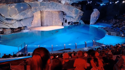 Marine animal show with dolphins, orcas draws audience