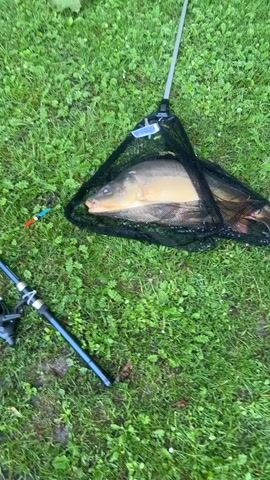 A medium shot shows a large fish caught in a black mesh net on a patch of green grass, next to a fishing pole. The person recording the video reaches into the net and pulls the fish out, gently placing it on the grass. The fish is a light brown to yellow color. The person then touches the fish on its back before stepping back, their black and white athletic shoe visible. The person is wearing light gray sweatpants. The net remains on the grass next to the fish.