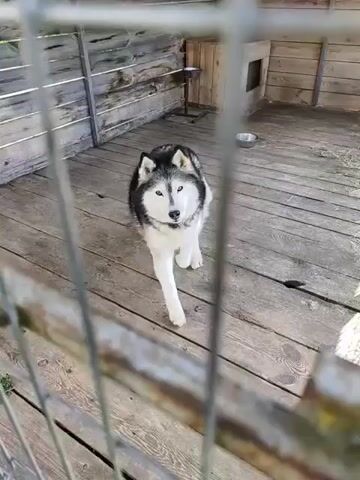 The video shows a husky in a wooden enclosure. The dog is black, white, and gray and has amber eyes. It moves to the fence and looks directly at the camera.  The enclosure has a wooden floor, a small wooden doghouse, and a metal food bowl. The camera is behind a wire fence that serves as the enclosure. The lighting suggests it is daytime.