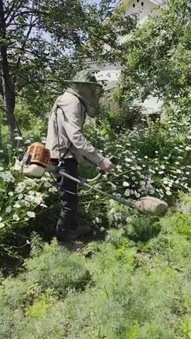A person wearing a beekeeper's veil and a long-sleeved shirt is using a string trimmer to cut tall grass and flowers in a garden. The person is holding the trimmer with both hands and appears to be moving it from side to side. The trimmer has a red and orange engine at the top and a cutting head at the bottom. The garden is filled with green plants and white flowers, possibly daisies. There is a house or building visible in the background, surrounded by trees and foliage. The scene is illuminated by natural sunlight.