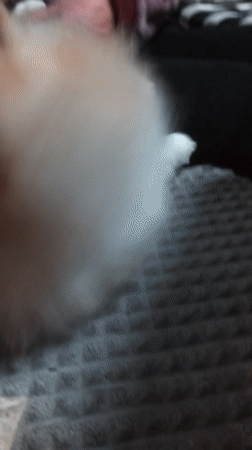 Pomeranian grooming session documented in Bulgarian home