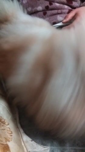 Pomeranian grooming session documented in Bulgarian home