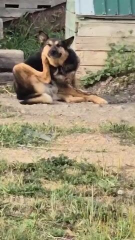 A German Shepherd dog is sitting on the ground and scratching its ear with its hind leg. The dog has black and tan fur. It is outdoors in a yard with grass and dirt. There is a wooden fence and a building in the background. The dog appears to be in some distress or discomfort.