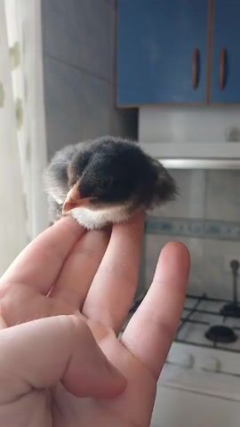 Here is a concise description of the video: 

A hand holds a baby chick with black and white feathers. The chick sits comfortably on the hand, looking around. The background is a kitchen.